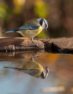 Blue tit, parus caeruleus, bath, bird bath, birds, high size, portrait format, tits, passeri,