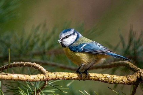 Blue tit, parus caeruleus, birds, tits, passeri, songbirds, songbirds, tits, birds