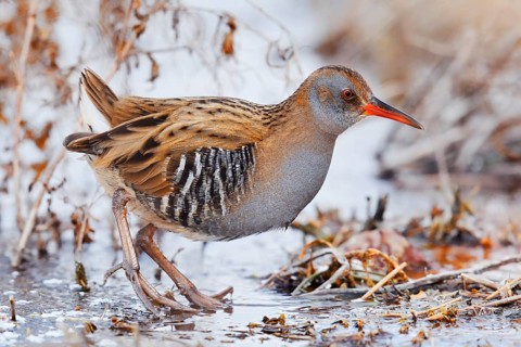 Water rail (Rallus aquaticus) in winter, North Rhine-Westphalia, Germany