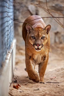 A Cougar is creeping along a fence on sandy ground, the surroundings are rocky. A mountain lion, or