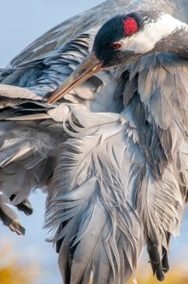 A crane (Grus grus) preening its plumage, Fågelsjö, Gävleborg County, Sweden