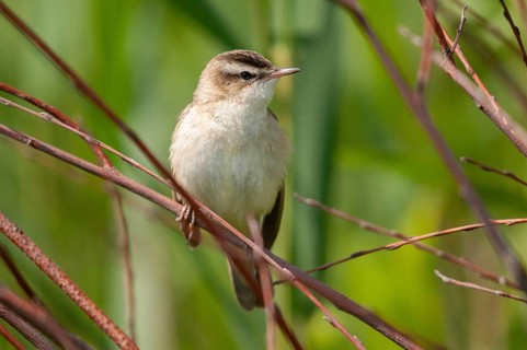 Acrocephalus Schoenobaenus, Sedge Warbler, Birds, Passeri, Songbirds, Birds, Warbler