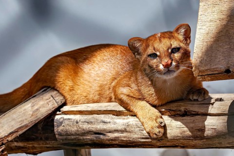 A jaguarundi lies relaxed on a log, the sunny light highlights its golden-brown fur. The jaguarundi