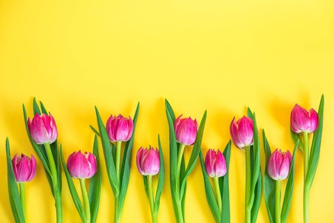 Pink mini tulip bouquet on yellow background with copy space, empty text place. Flower shop