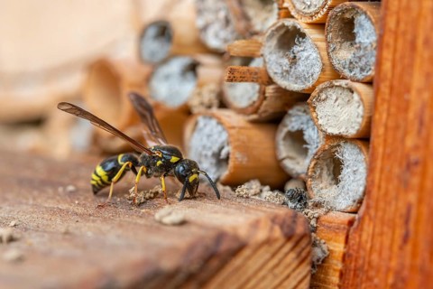 Large stem wasp, hymenoptera, clay wasp, wall clay wasp, Odynerus nidulator, Symmorphus murarius,