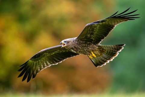 A common buzzard (Buteo buteo) in flight, Gerolstein, Rhineland-Palatinate, Germany