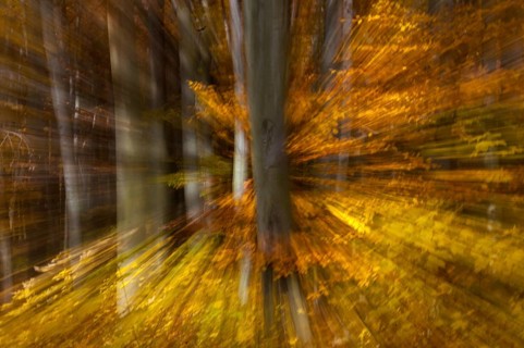 Atmosphere, autumn, tree, beech forest, trees, autumn, landscape, deciduous forest, mood, tree,