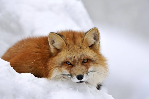 Red fox, animal, animals, beast of prey, beasts of prey, camera view, eye contact, canids,
