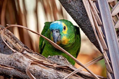 A parrot peeks out from between the branches, with bright green plumage and a blue head: a