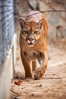 A Cougar, its eyes alert, walks along a sandy path beside a fence. A mountain lion, or Cougar, in