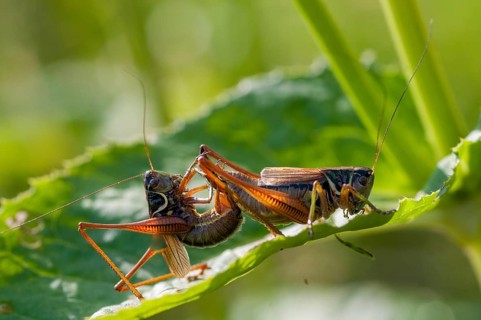 Grasshoppers, deciduous locusts, Metrioptera roeselii, Roesel's bush cricket, Roeseliana roeselii,