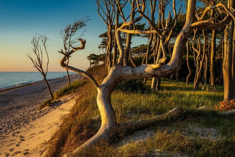 Pines on the western beach of Darß, sunset, Fischland, Darß, Zingst, Ahrenshoop,