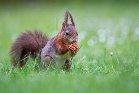 Squirrel (Ciurus vulgaris), Vechta, Lower Saxony, Germany