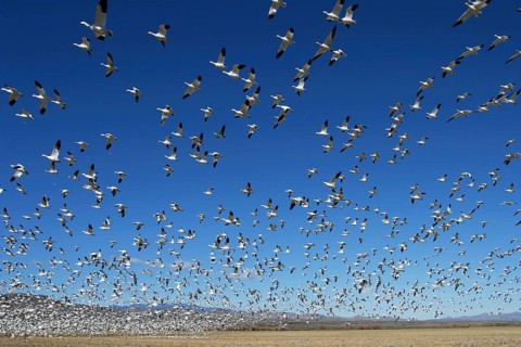 Animals, birds, a flock of snow geese against a blue sky, New Mexico, Boyque del Apache, snow