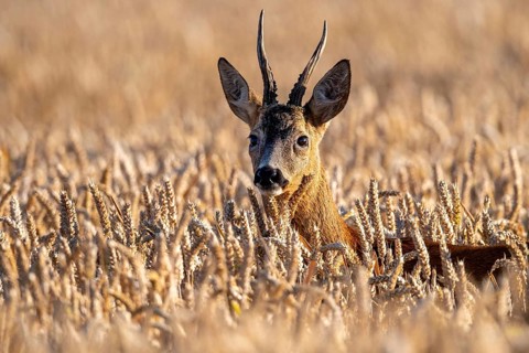 A roe deer (Capreolus capreolus) in a cereal field during the leaf-growing season, Vechta, Lower