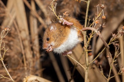 Harvest Mouse, Micromys Minutus, Rodents, Rodentia, Dwarf Mouse, Mammals, Muroids, Rodents, Mammals