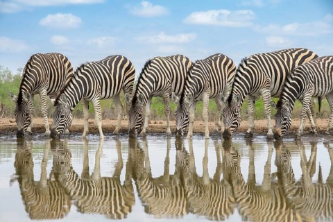 Burchell's zebras, (Equus quagga burchellii), drinking at a watering hole, Mashatu Game Reserve,