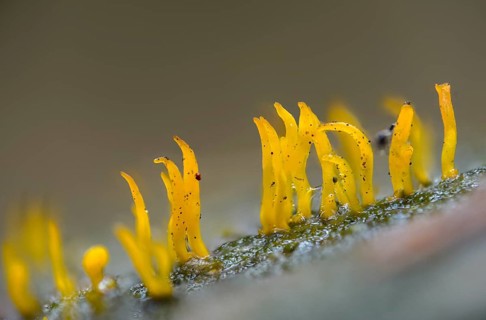 Calocera cornea, oak horn, hardwood horn, pink-shaped horn, small stagshorn, fungi, fungus,