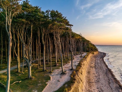 Ghost forest at the golden hour, Nienhagen, Germany