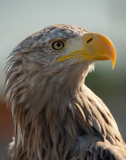 Accipitriformes, Haliaeetus albicilla, white-tailed eagle, eagles, eagles, birds of prey, high