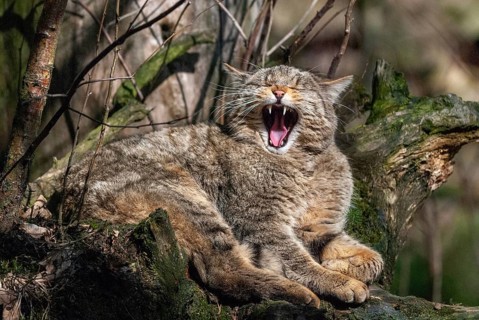Carnivora, felis silvestris, predators, wildcat, mammals, raptors, mammals