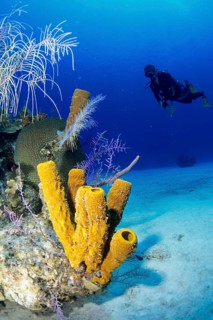 Diving in the Caribbean - Tubal Sponge, Caribbean, Central America