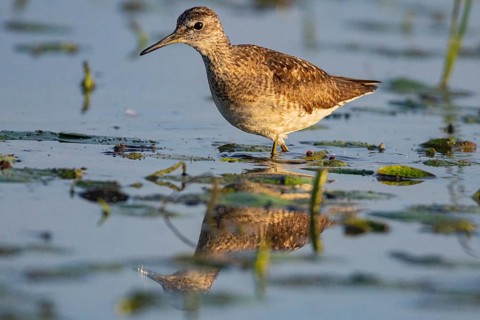 Spotted Redshank (Tringa erythropus) Hungary