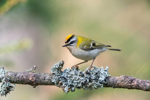 Common firecrest, golden chickens, regulus ignicapillus, golden chickens, birds, passeri,