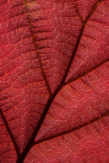 Close-up of the Red Zellernut, red-leaved hazel or cobnut, red-leaved Zellernuss, Corylus avellana