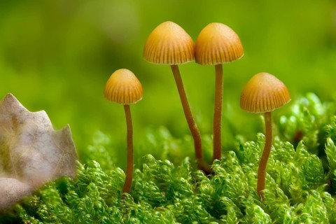 Galerina vittiformis, large spored moss house, hairy leg bell, häubling, variable moss häubling,