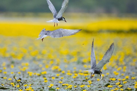 White-bearded Tern (Chlidonias hybridus) Hungary