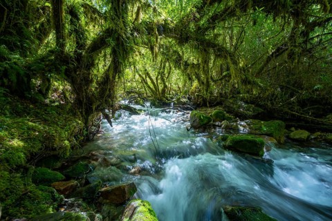 Stream flows through the forest, branches covered with lichens and moss, temperate rainforest,