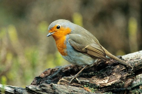 Animals, birds, songbirds, robin (Erithacus rubecula), Germany