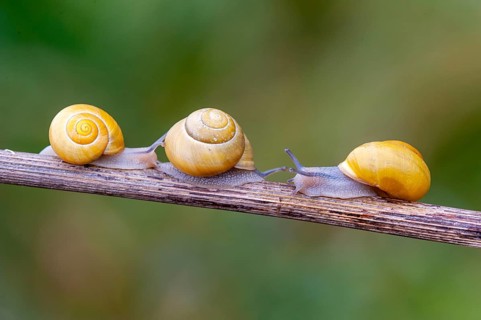 Garden banded snail (Cepaea hortensis), Vechta, Lower Saxony, Germany