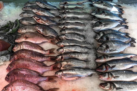 Gilthead seabream (Dorada), sea bream (Sparidae) and sea bass (Dicentrarchus labrax) on ice at the