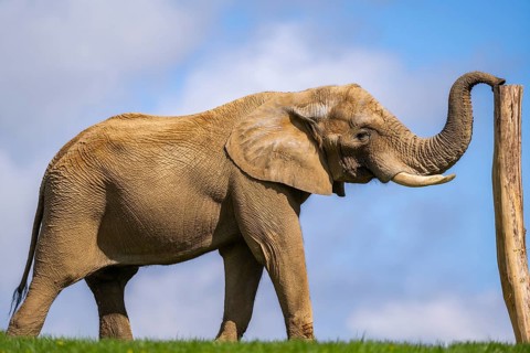 African bush elephant (Loxodonta africana) on a meadow, captive, distribution Afrika