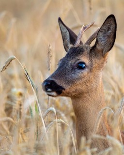 A roe deer (Capreolus capreolus) in a cereal field during the leaf-growing season, Vechta, Lower