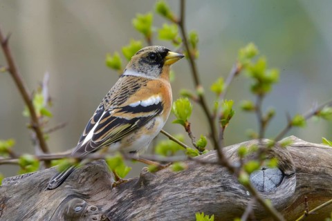 Mountain finch, brambling, fringilla montifringilla, birds, passeri, songbirds, birds