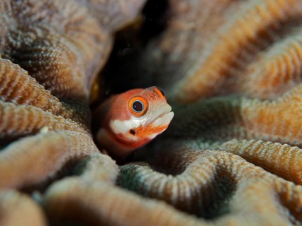 A small, colourful spotted pine slugfish (Acanthemblemaria rivasi) peeks out from a wavy coral,
