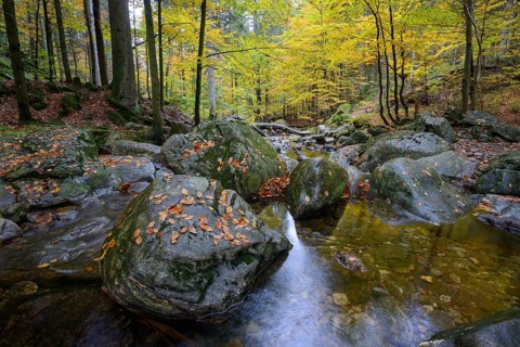 Mountain stream between autumn trees, Bavaria, Germany, Bodenmais, Bavaria, Germany