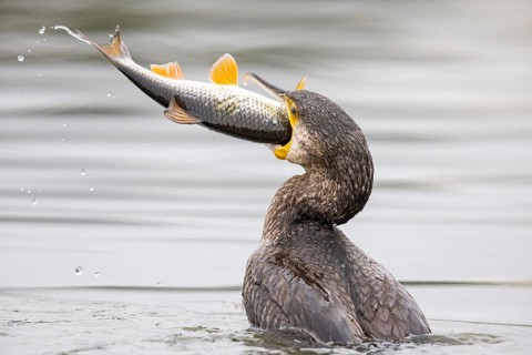 Great Cormorant (Phalocrocorax carbo) Germany