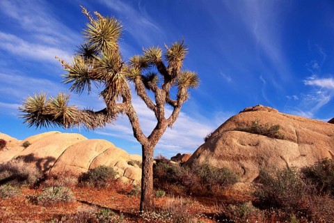 Geography, travel, landscape, yucca, Joshua Tree National Park, California, USA, morning light,