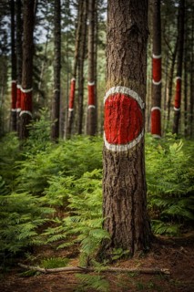 The painted forest Bosque de Oma, land art project in Kortezubi, Basque Country, Spain