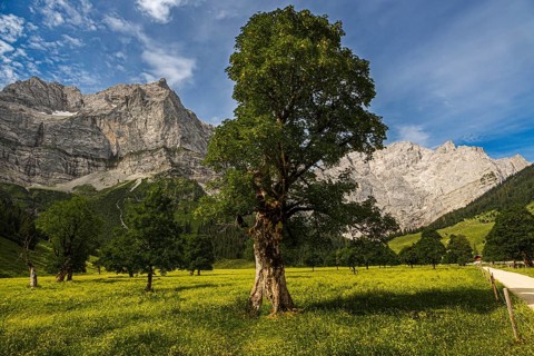 Large maple soil in the Karwendel nature park Park in Rißtal, Hinterriß, Tyrol, Austria