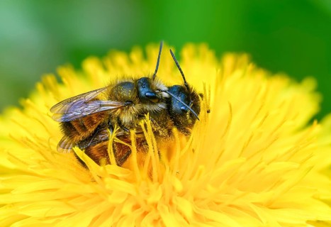Apidae, bees, horned mason bee, hymenoptera, mason bee, osmia cornuta, insects, copula, mating