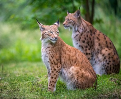 Carnivora, Eurasian lynx, felis lynx, lynx, predators, mammals, raptors, mammals