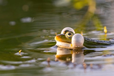 Pool frog (Pelophylax esculentus), Dümmer, Lembruch, Lower Saxony, Germany