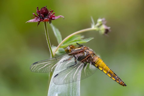 Broad-bodied chaser, Libellula depressa, flatbelly, anisoptera, dragonflies, freshly hatched,