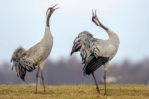 A crane (Grus grus) during courtship, display behaviour, Fågelsjö, Gävleborg County, Sweden