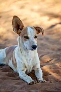 A dog lying relaxed in a sandy environment with big ears, A stray dog with a floppy ear